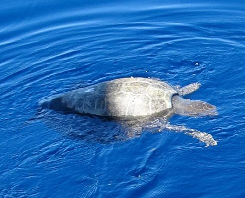 turtle_5